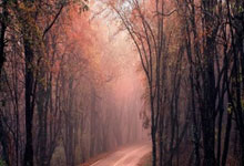 杰伦-格林33分杜兰特伤退 火箭大胜太阳39分.